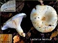 Lactarius resimus-amf1124